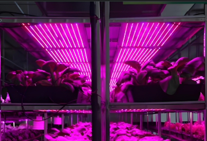 紅藍(lán)光7:3植物生長(zhǎng)燈管用途使用方法